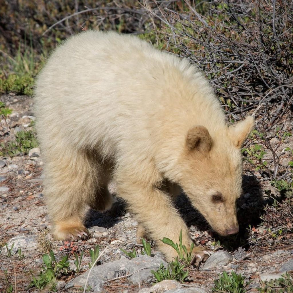 В Канаде заметили редкого «белого» медвежонка. ФОТО