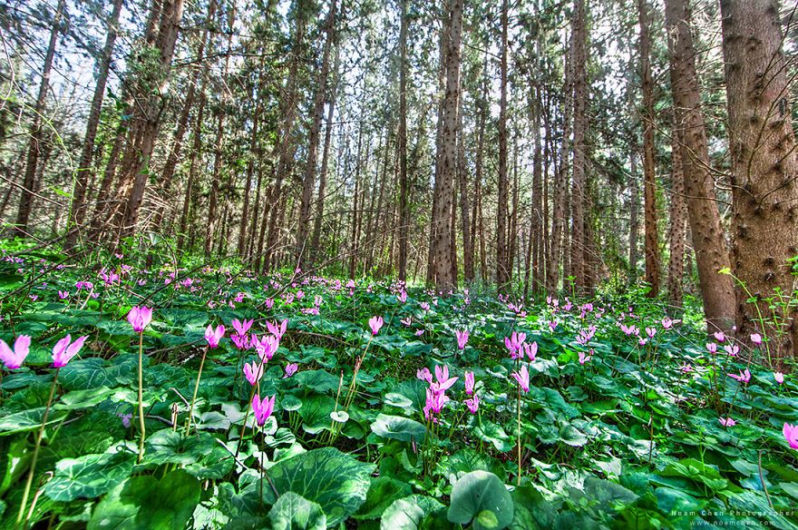 Местный житель показал впечатляющие красоты Израиля. ФОТО