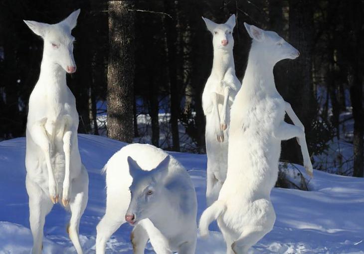 животные альбиносы, albino anomal