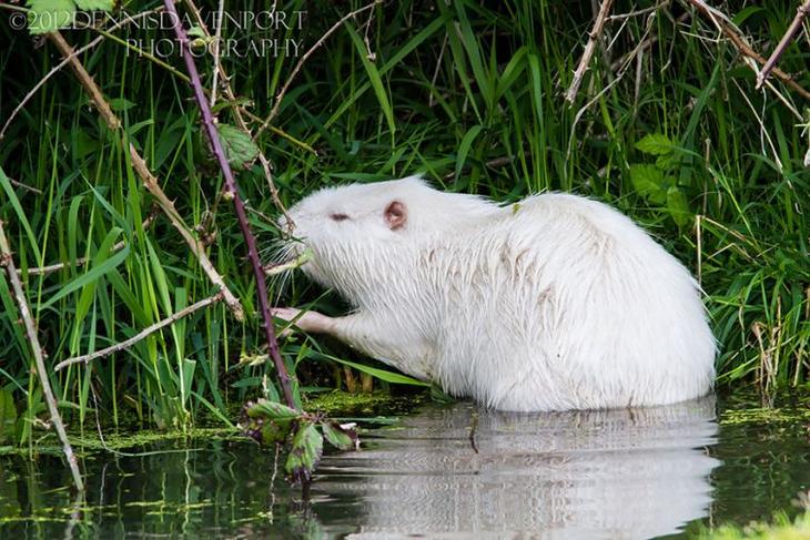 животные альбиносы, albino anomal