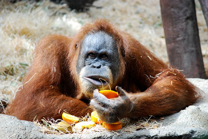 Растолстевшего от фастфуда орангутана посадили на диету 