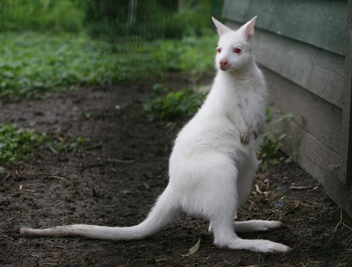 Кенгуру-альбинос родился в Германии 
