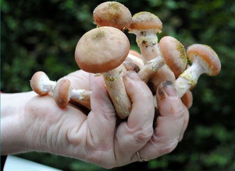 Минздрав предупредил: отравиться можно и съедобными грибами 