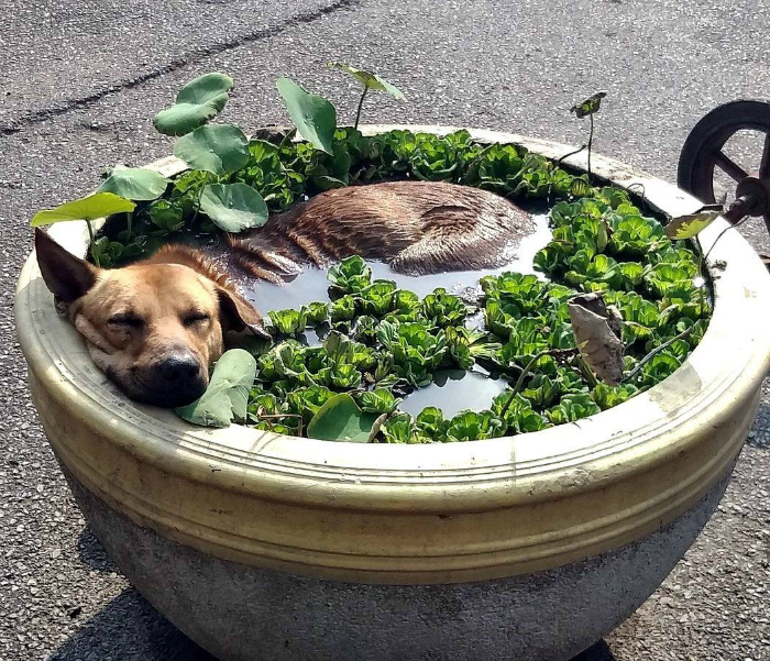 17 жизненных и очень забавных фотографий о выживании в жару