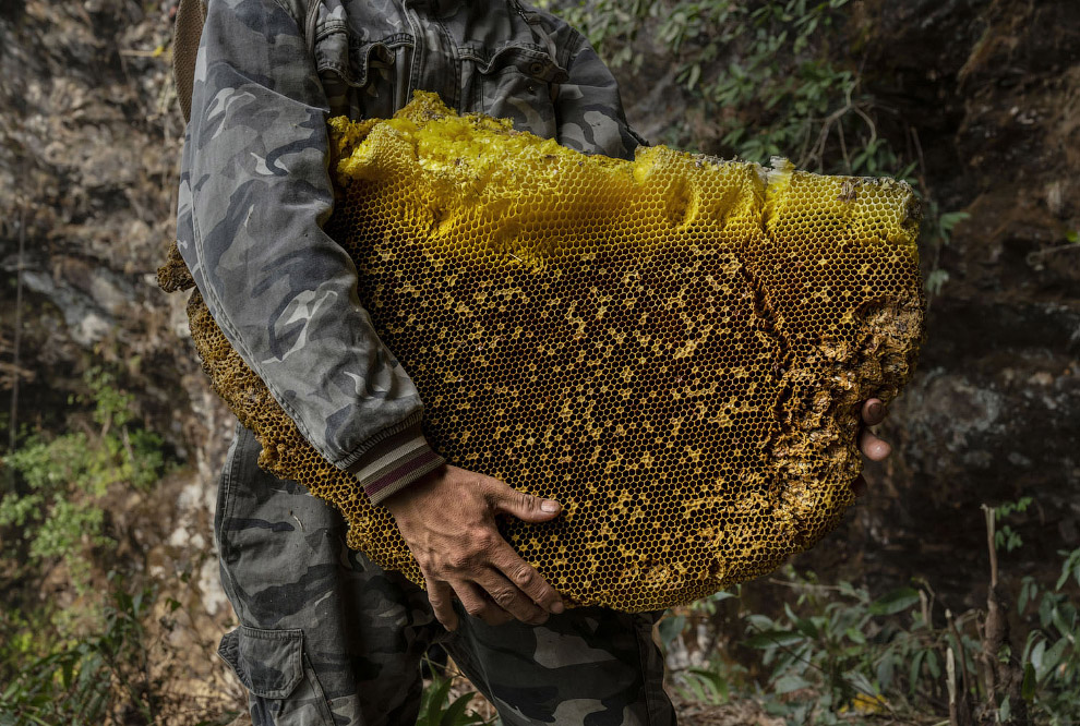 Как в Китае «охотятся» за медом: интересные кадры. ФОТО
