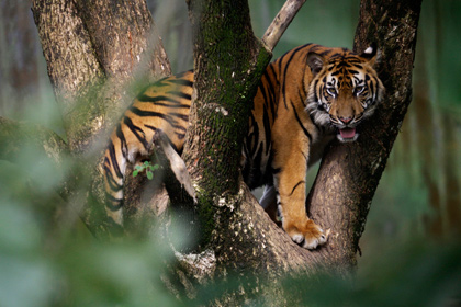 Компания индонезийцев три дня просидела на дереве из-за тигров