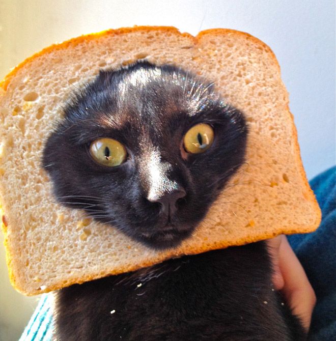 Зачем люди делают бутерброд с котом. ФОТО