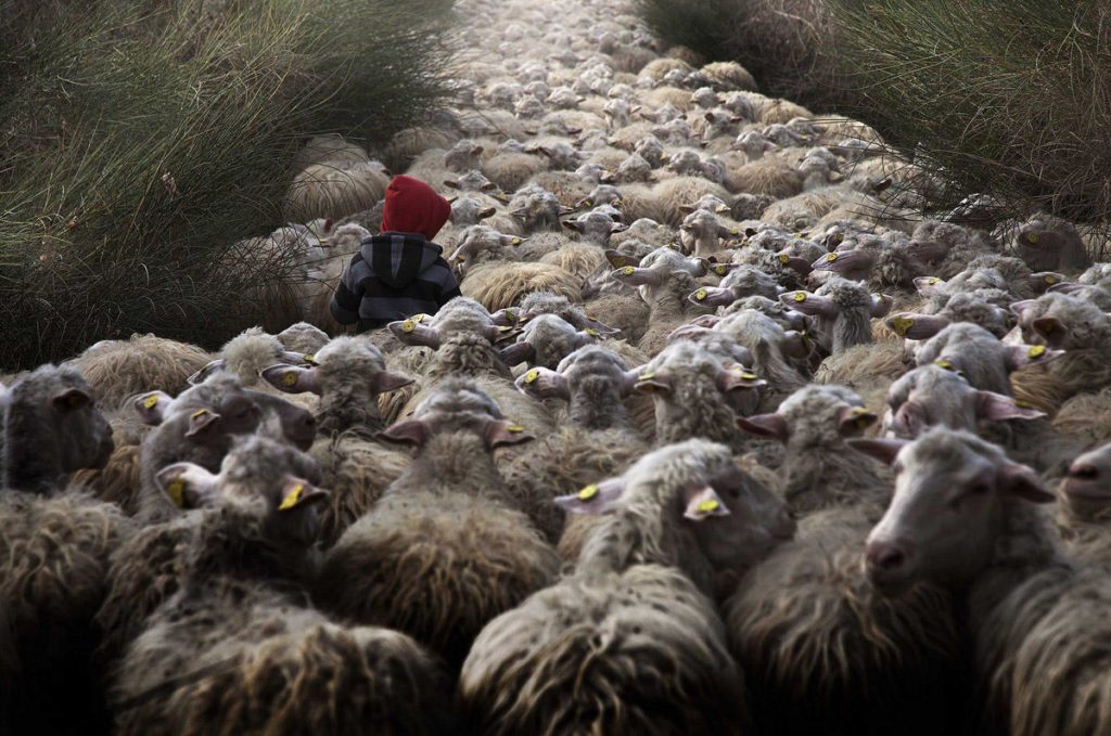 Завораживающие будни итальянских фермеров. Фото