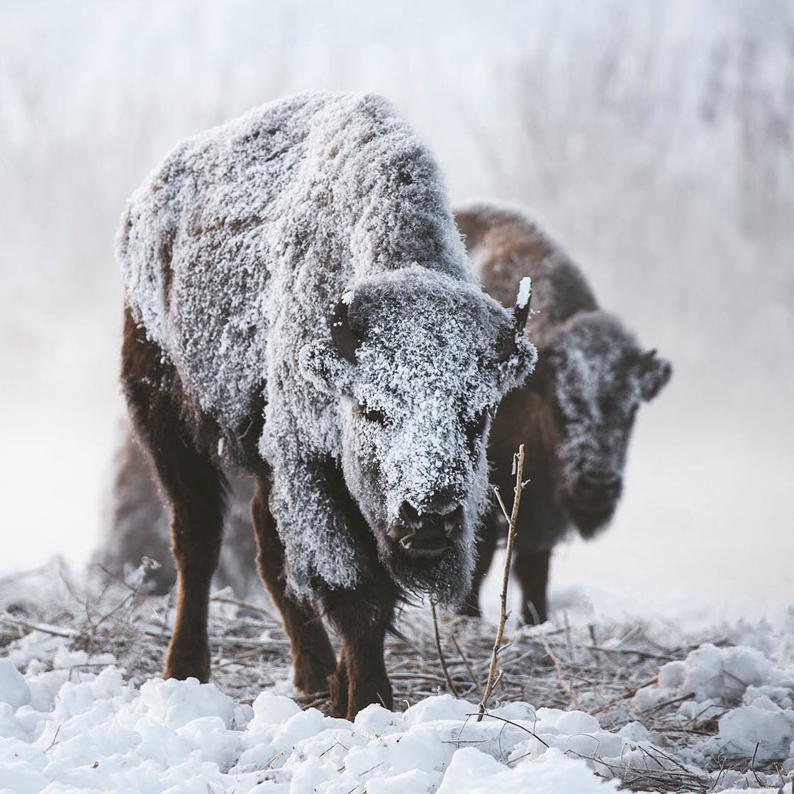 Фотограф показал животных, обитающих в национальном парке Гранд-Титон. Фото