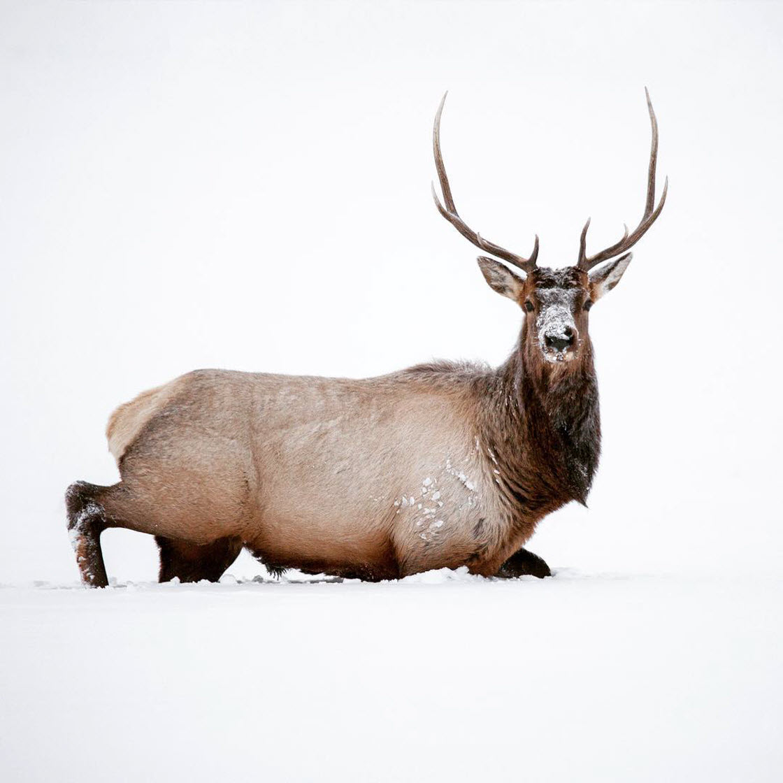 Фотограф показал животных, обитающих в национальном парке Гранд-Титон. Фото