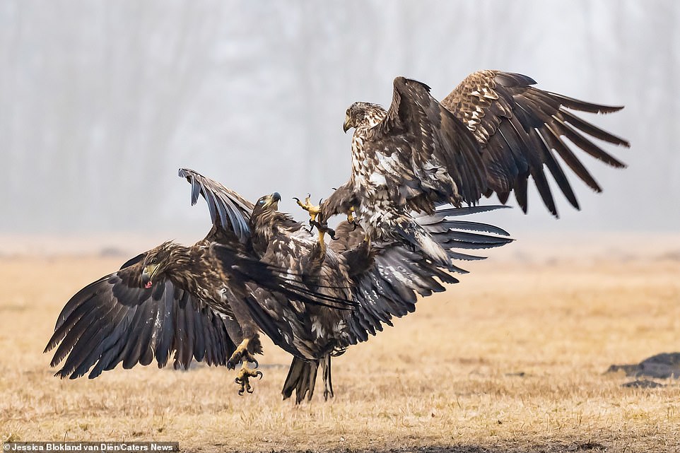 Битва орлов в зрелищных снимках. Фото