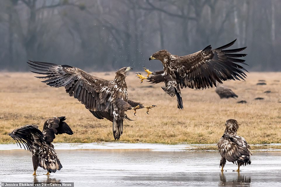 Битва орлов в зрелищных снимках. Фото