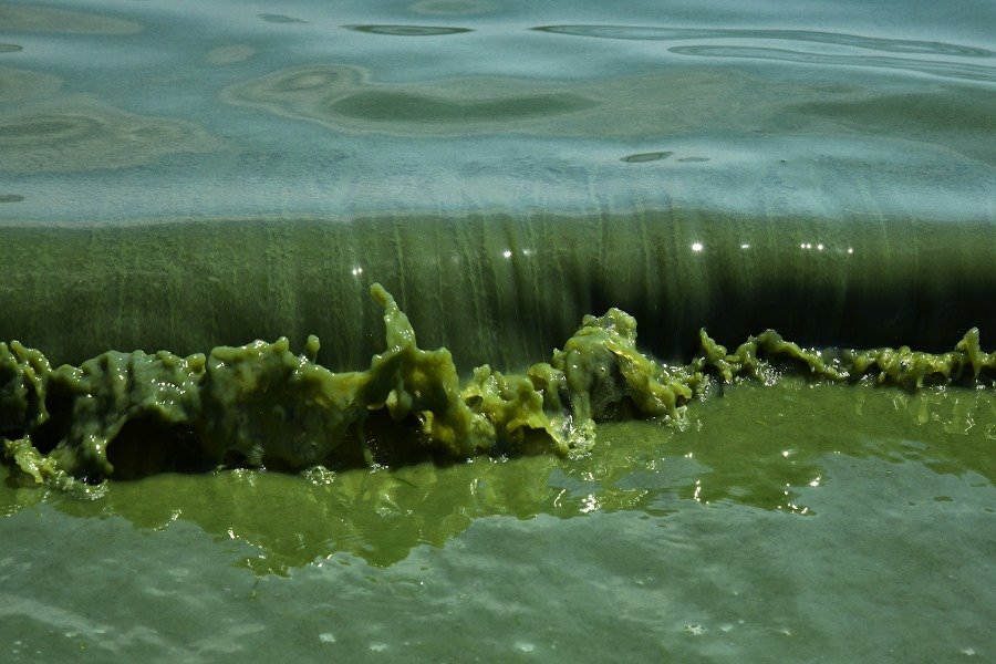 Черное море продолжает цвести — фотофакт