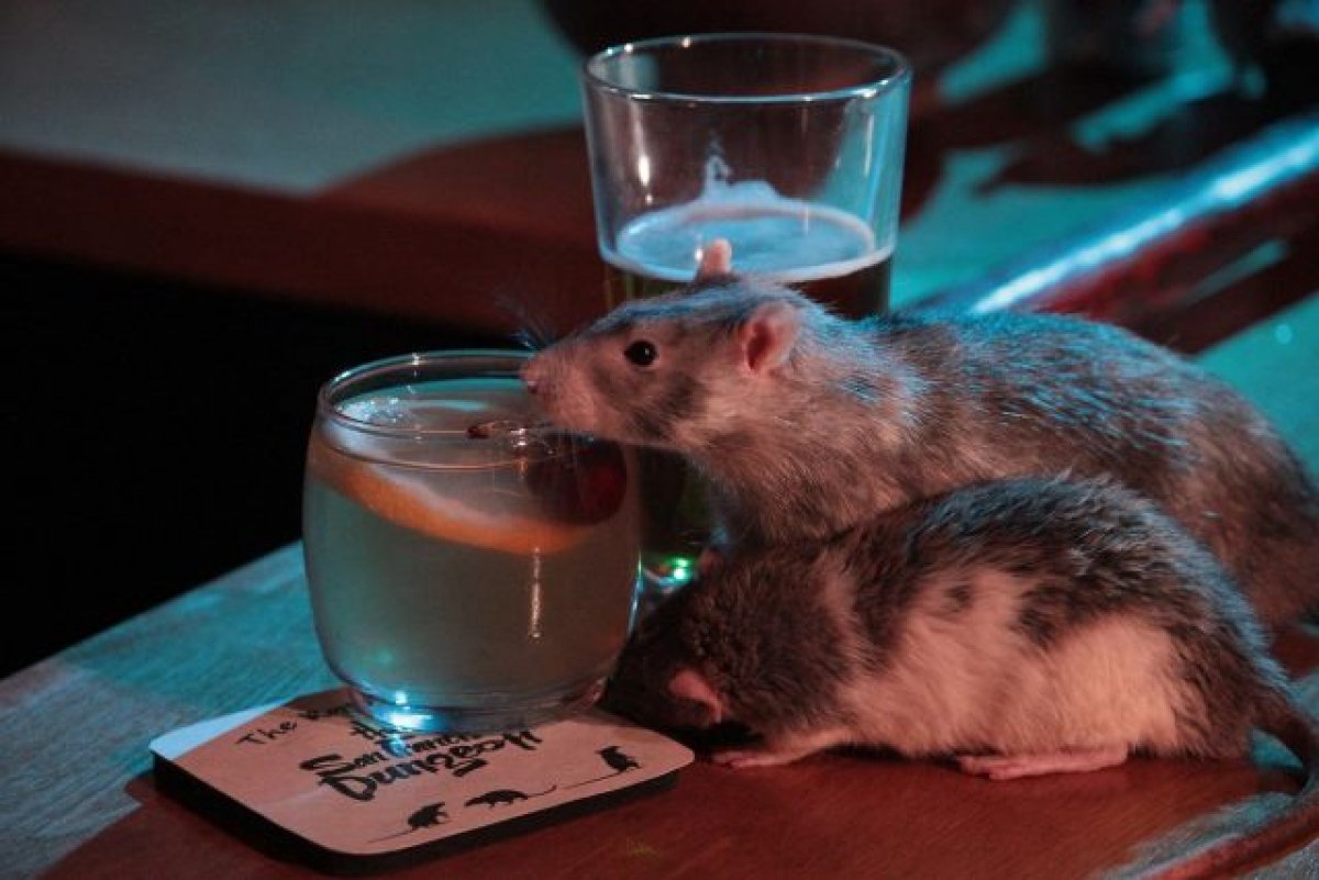 Rat Bar.