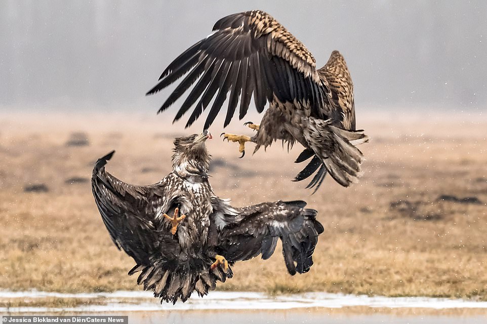 Битва орлов в ярких снимках. ФОТО