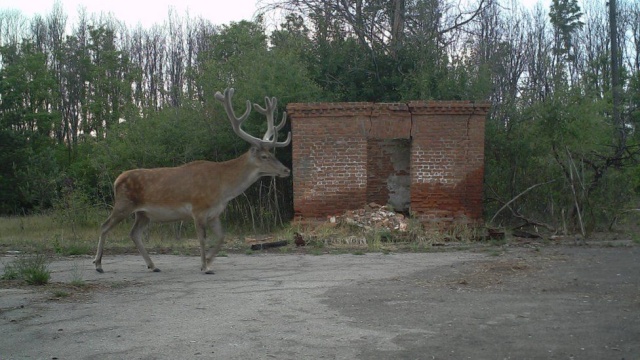 Возрождение природы в Чернобыле на снимках