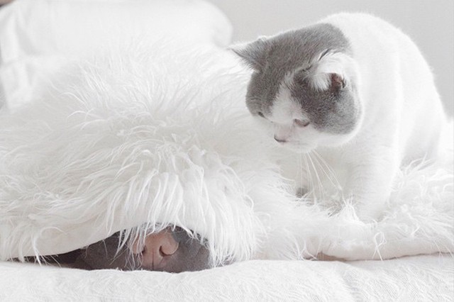 Кот подружился с милым шарпеем и покорил Instagram. ФОТО
