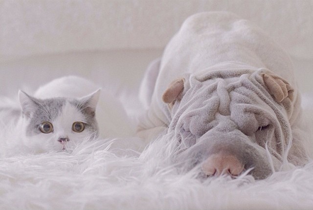 Кот подружился с милым шарпеем и покорил Instagram. ФОТО