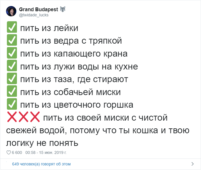 Пользователи Сети рассказали о странных привычках своих котов. ФОТО