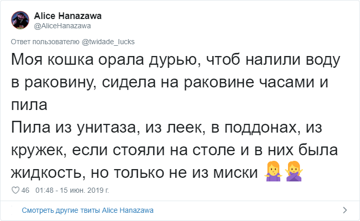 Пользователи Сети рассказали о странных привычках своих котов. ФОТО