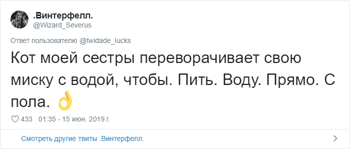 Пользователи Сети рассказали о странных привычках своих котов. ФОТО