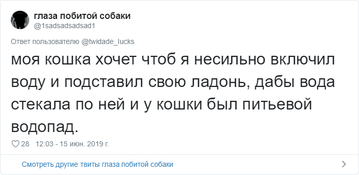 Пользователи Сети рассказали о странных привычках своих котов. ФОТО