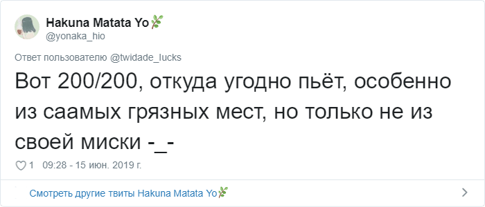 Пользователи Сети рассказали о странных привычках своих котов. ФОТО