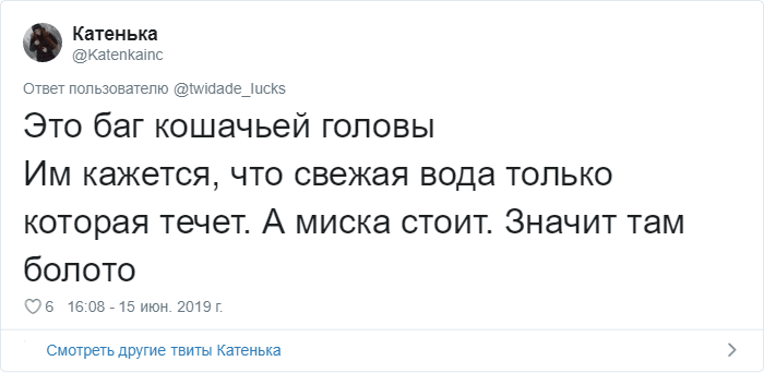 Пользователи Сети рассказали о странных привычках своих котов. ФОТО