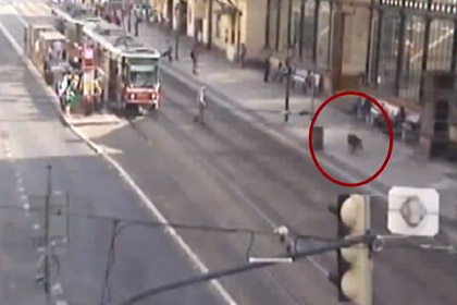 Полиция устроила погоню за кабаном в центре Праги