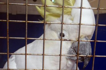 Полиция отыскала похищенного 82-летнего попугая 