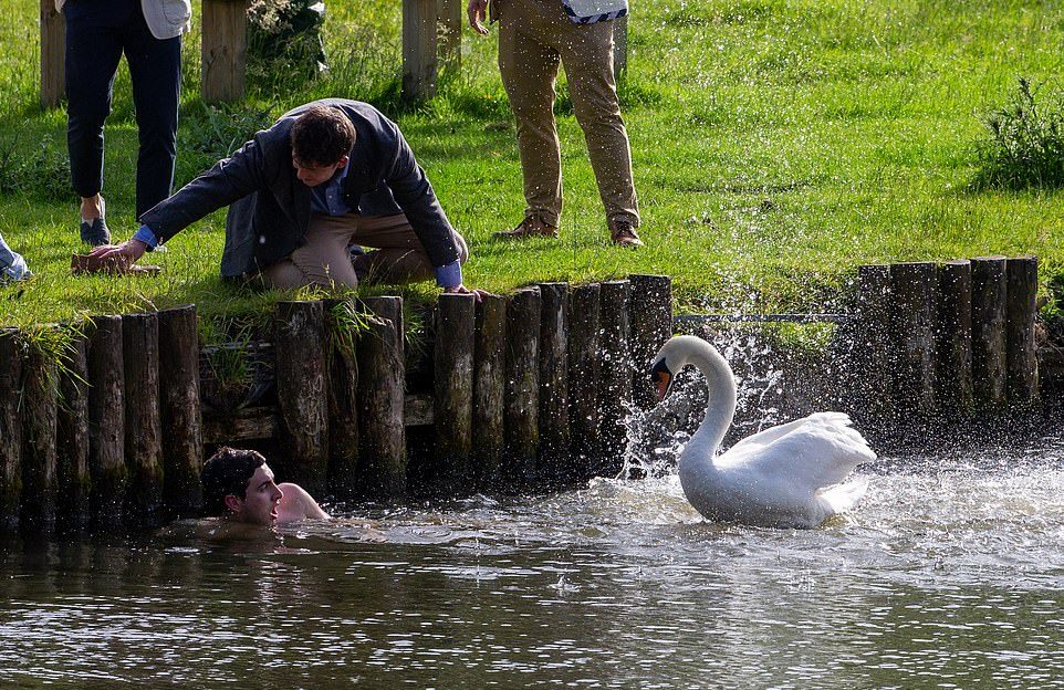 Лебеди не дают расслабиться отдыхающим на британской реке