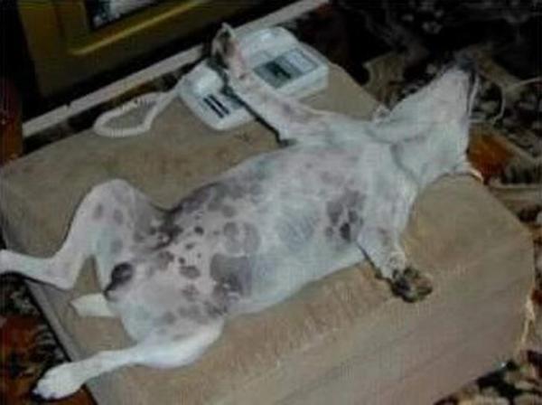 Собаки, спящие в смешных позах (ФОТО)
