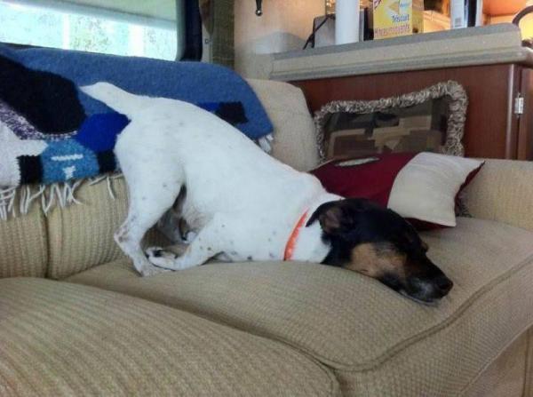 Собаки, спящие в смешных позах (ФОТО)