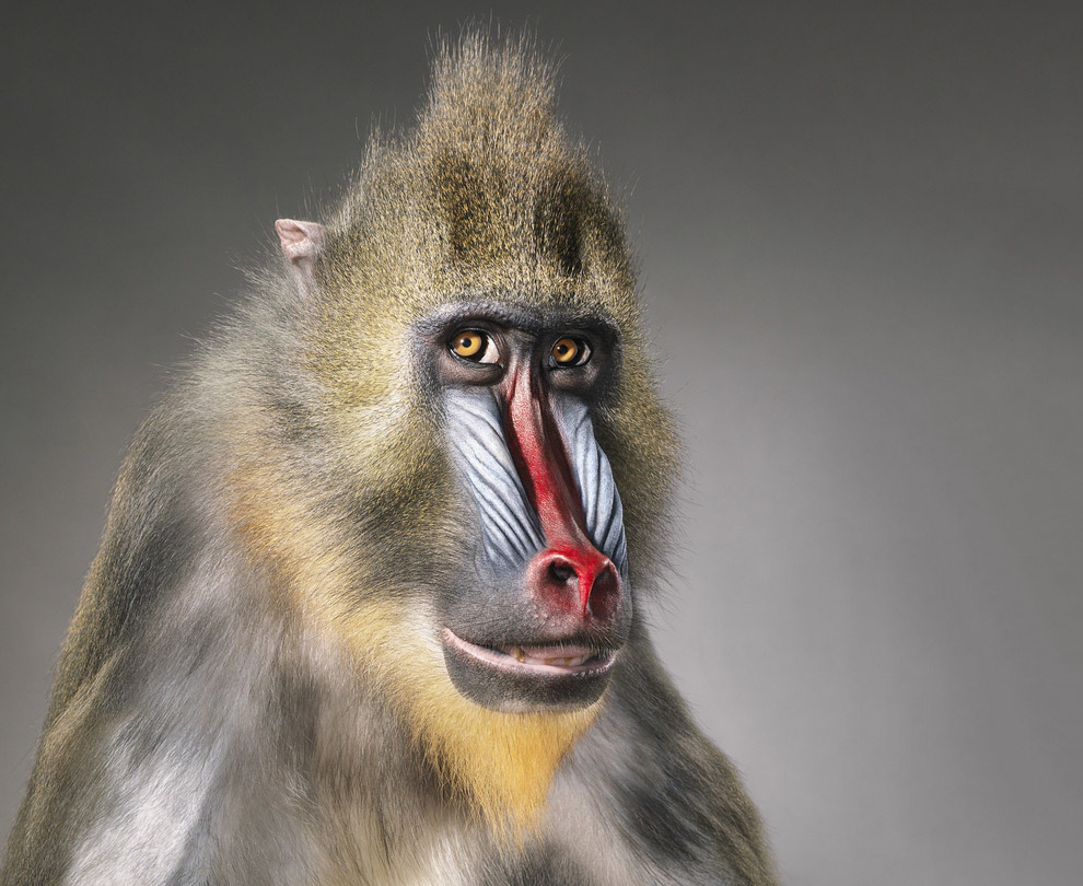 Британский фотограф создает впечатляющие портреты диких животных. Фото