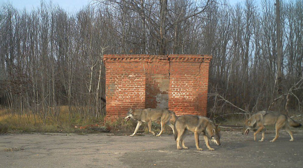 Животных Чернобыля показали в свежих снимках. Фото