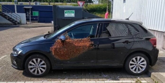 В Нидерландах пчелы не пустили водителя за руль. ФОТО