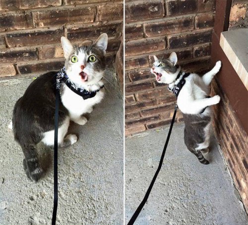 Забавная реакция котов, впервые оказавшихся на улице. ФОТО