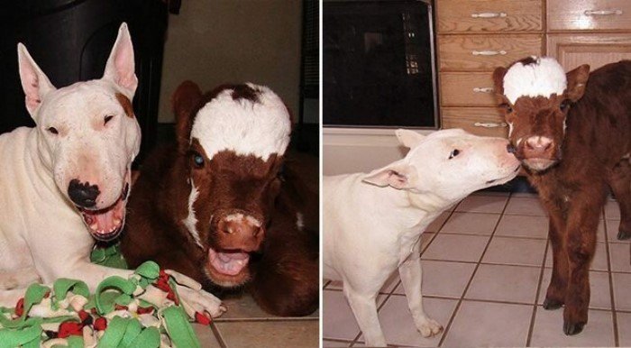 20 забавных коров, которые ведут себя подобно собакам