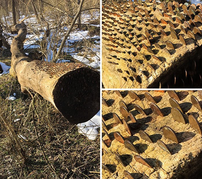 Странные и забавные находки людей во время прогулок по лесу