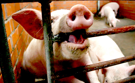 Россиянам могут запретить содержать свиней в личных подсобных хозяйствах