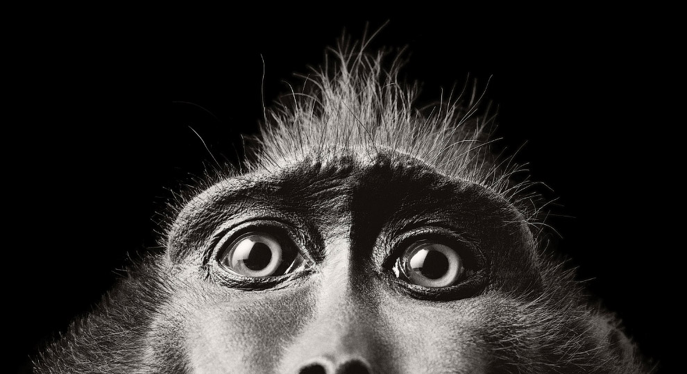 Британский фотограф создает невероятные портреты диких животных. ФОТО
