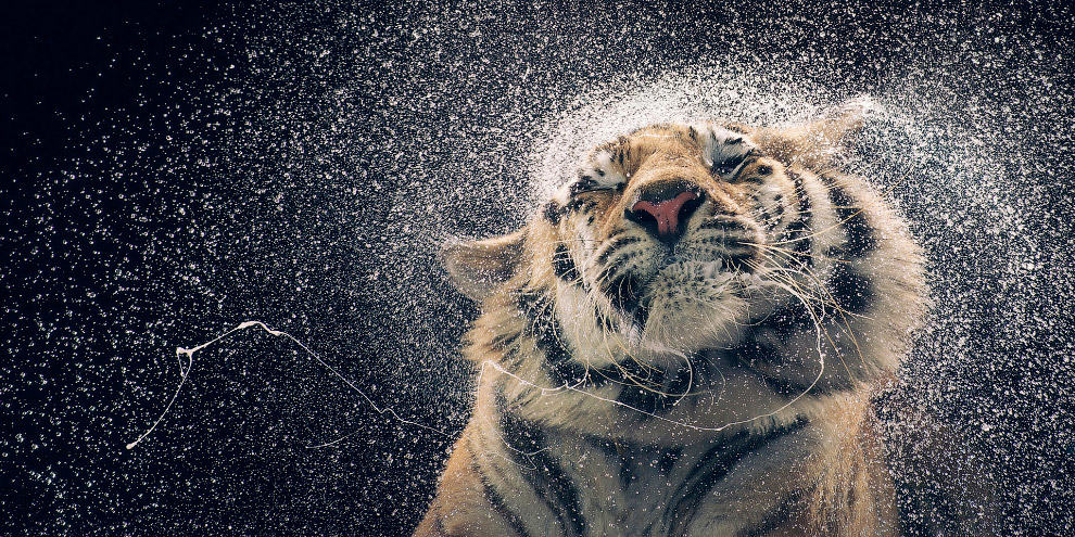 Британский фотограф создает невероятные портреты диких животных. ФОТО
