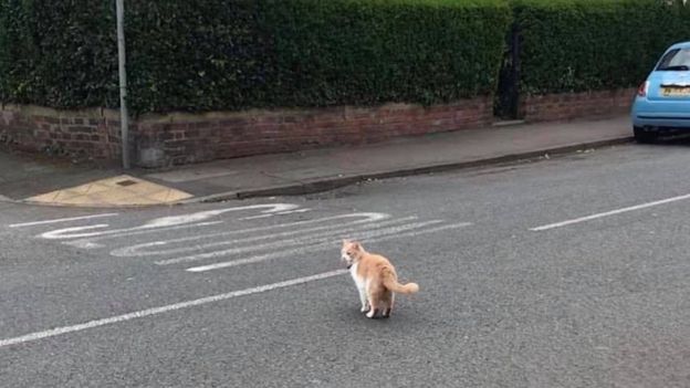 Обидевшийся кот сбежал из дома и стал настоящей звездой в английской деревне. ФОТО