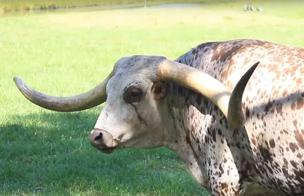 Огромный бык стал мировым рекордсменом. ФОТО
