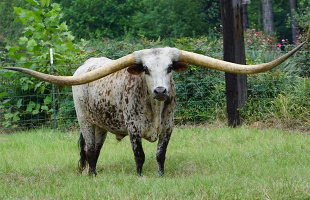 Огромный бык стал мировым рекордсменом. ФОТО