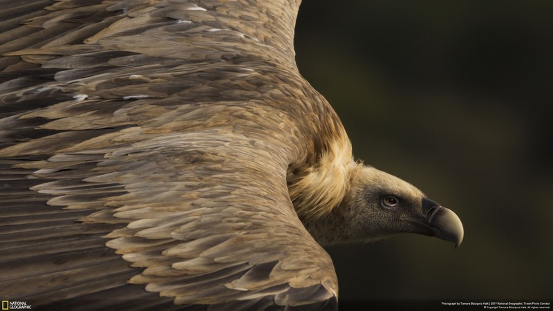 National Geographic Travel Photo Contest 2019: крутейших фото победителей