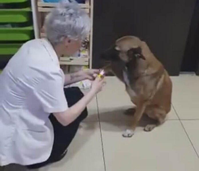 В Турции бродячая собака обратилась за помощью в аптеку