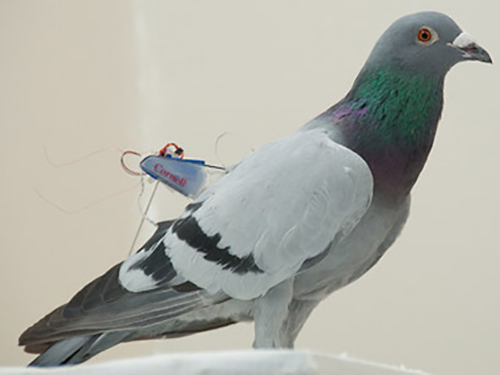 Учёные научились извлекать электроэнергию из полёта птиц