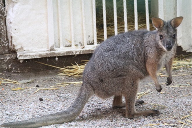 Работник китайского зоопарка избил кенгуру ради забавы