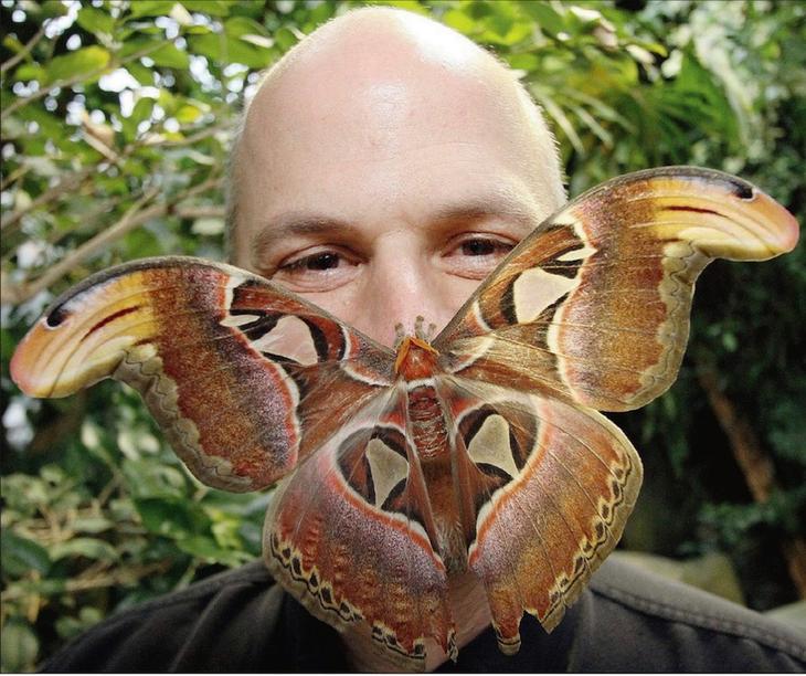 8 необычайно огромных насекомых планеты